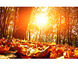   Herbstlaub, Herbstwald, Goldener Herbst