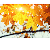   Sonnenlicht, Herbst, Laub