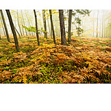   Herbstfarben, Laubwald, Farn