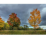   Autumn Leaves, Tree, Autumn Colors