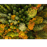   Wald, Bäume, Herbstfärbung