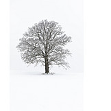   Tree, Winter, Snow