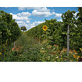  Sunflower, Vineyard, Greening