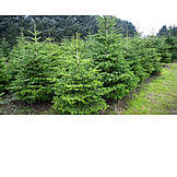   Christmas Tree, Christmas Tree, Christmas Tree Plantation