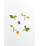   Autumn, Leaves, Flowers, Tree Fruit, Acorn