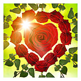   Love, Wedding, Red Rose