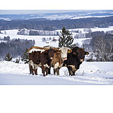   Snow, Cows