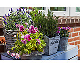   Blumen, Balkon, Topfpflanzen