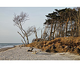   Beach, Coast, Forest, Baltic Sea