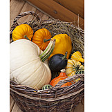   Ornamental Gourd, Thanksgiving, Pumpkins