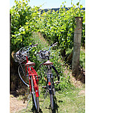   Vineyard, Bicycles