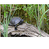   European Pond Turtle