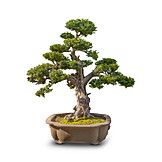   Bonsaibaum, Bonsai