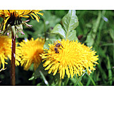   Bee, Dandelion, Pollinate