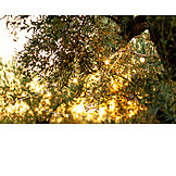   Lichterkette, Olivenbaum