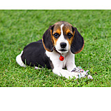   Puppy, Beagle