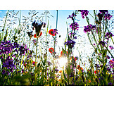   Meadow, Sunbeams, Wild Flower