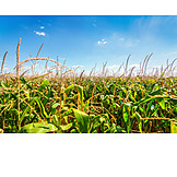   Agriculture, Maize Field, Crop