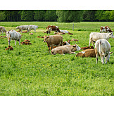   Pasture, Cows