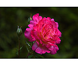   Rose, China-rose, Gartenrose
