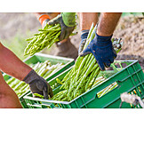   Harvest, Asparagus, Green Asparagus