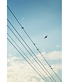   Bird, Power Line