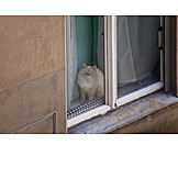  Cat, Window
