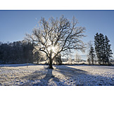   Winter, Sunbeams, Snow, Oak tree