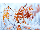   Winter, Twig, Frost