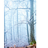   Wald, Winter, Nebel