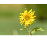   Helianthus, Sunflowers