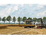   Agriculture, Combine, Grain Harvest