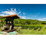   Agriculture, Vineyard, Wine Region