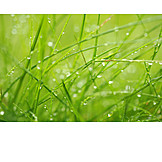   Raindrop, Grass