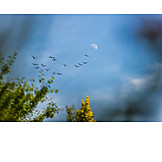   Sky, Moon, Swarm Of Birds