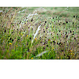   Meadow, Grasses, Wild Plants