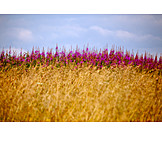   Field, Grasses, Flower