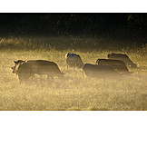  Pasture, Morning Mood, Cows