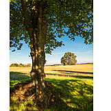   Tree, Field, Tree Shadow