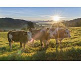   Pasture, European Alps, Cows, Bavaria, Young Cattle
