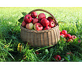   Apple, Basket, Harvest