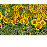   Sonnenblumen, Sonnenblumenfeld