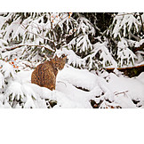   Winter, Lynx, Bavarian Forest