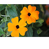  Flowers, Black-eyed Susan Vine