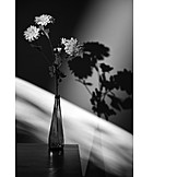   Flower, Vase, Still Life
