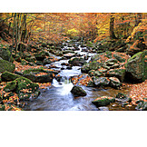   Stream, Forest, Autumn