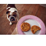   Hund, Hungrig, Kekse