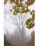   Tree, Autumn, Fog, Autumn Leaves