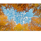   Autumn, Autumn Colors, Tree Canopy