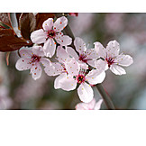   Kirschblüte